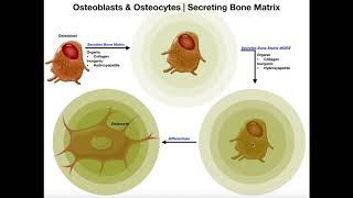 Functions of Osteoblasts amp Osteocytes  Organization of the Osteon [upl. by Debee]