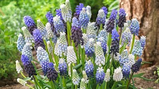 How To Grow Muscari From Bulbs In Pots Grape Hyacinths Flowers [upl. by Mastic900]