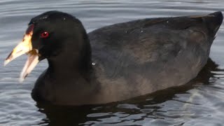 American coot bird diving  swimming  call sound [upl. by Anairol]