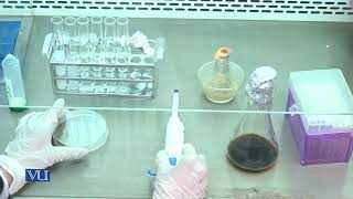 Microbial Flora  Lactobacilli and Acetobacter  Food Biotechnology Practical  BT611PTopic006 [upl. by Shien]