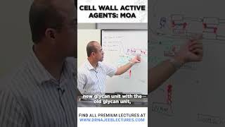 Cell wall Active Agents MOA drnajeeb drnajeeblectures shortvideostatus [upl. by Ydorb]