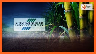 Inside the Mumias web  Mumias Sugar is the center of many legal battles [upl. by Sheline]