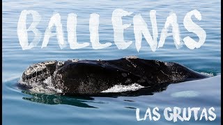 Ballenas en Las Grutas [upl. by Qifar112]