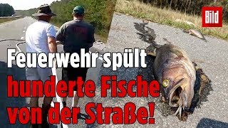 Tropensturm Florence in den USA Mit dem Hochwasser kamen die Fische [upl. by Aelat]