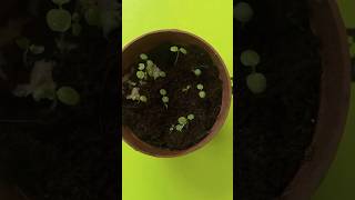 Growing kiwi plant from seed grow indoors tropicalgrowingytshorts telugushortsteluguvlogs [upl. by Coit]