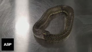 URÓBORO SERPIENTE DEVORÁNDOSE ASÍ MISMA NATURALEZA ESPELUZNANTE 4  ASÚSTAME SI PUEDES [upl. by Belsky]