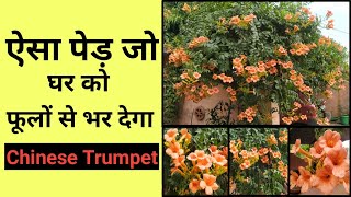 How to Grow Chinese Trumpet Vine in your Home [upl. by Shelley]