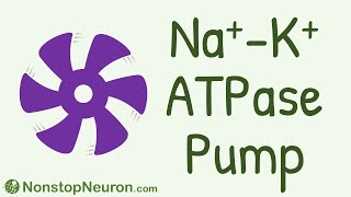 NONSTOP Motor Sodium Potassium ATPase Pump Na K ATPase Pump [upl. by Millur]