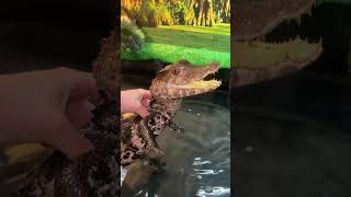 My caiman is moody today shortvideo caiman shortsfeed dwarfcaiman wow zoo [upl. by Akemeuwkuhc]