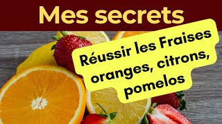 Citronnier oranger pomelos fraises  Mes secrets pour réussir [upl. by Aicelef]