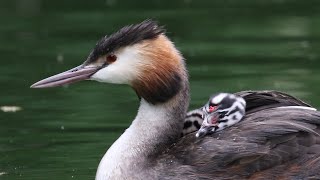 Great Crested Grebe Chicks Take a Ride  British Birding [upl. by Atirrehs]