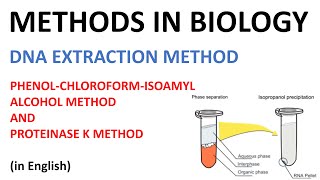 DNA extraction methods  Phenol Cholorofom Isoamyl Alcohol method and Proteinase K method English [upl. by Krystyna]