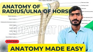 lecture  13 Anatomy of radiusulna of horse Veterinary anatomy in HindiUrdu [upl. by Hoffman457]