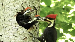 The Pileated Woodpecker A Trickster [upl. by Nwahsor]