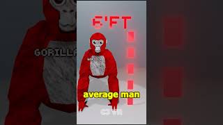 How tall is a gorilla from Gorilla tag [upl. by Maze]