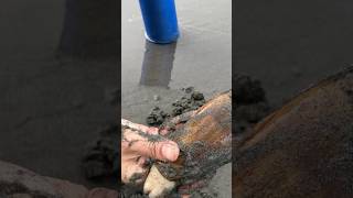 Huge razor clam [upl. by Nyraa]