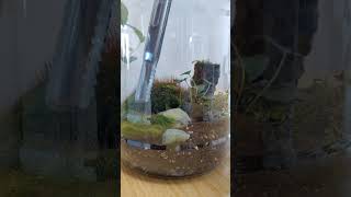 Building an Easy and Simple Terrarium  DIY Terrarium for Free [upl. by Noed]