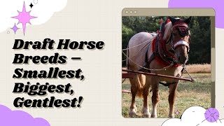 Draft Horse Breeds – Smallest Biggest Gentlest [upl. by Kerril]