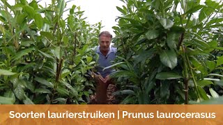 Laurier soorten  Prunus Laurocerasus  Haagplantennl [upl. by Sherill]