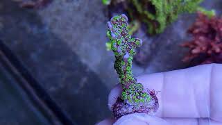 Montipora Stellata coral gandalf [upl. by Biegel]