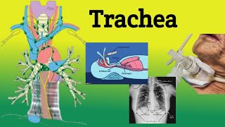 Trachea  Anatomy Location Relations Clinical Correlations [upl. by Asilav]