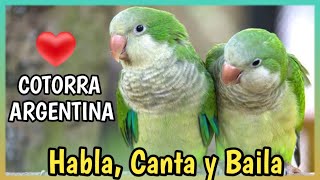 COTORRITA ARGENTINA o Loro Quaker 🦜 Perico Monje  Cuidados Precio Alimentación [upl. by Yddur492]