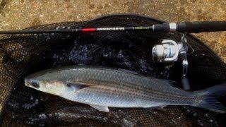 Thin Lip Mullet on LRF lure tackle [upl. by Nawat]