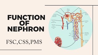 Function of Nephron class 12  Function of Nephron  Nephron [upl. by Ennirak881]