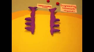 Receptor Tyrosine Kinases [upl. by Anayrb]