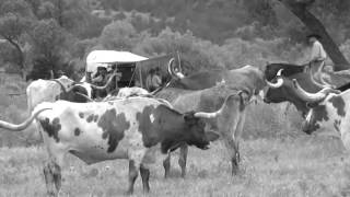 Chisholm Trail Cattle Drives [upl. by Herv]