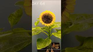 75 Days of Sunflower Growth in 60 Seconds FLAT [upl. by Ertsevlis]