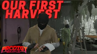 The First Harvest  ProdigyRP gta5 RP [upl. by Namsu]