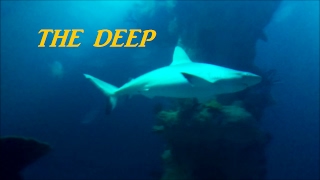 Trip to THE DEEP Aquarium in Hull UK [upl. by Kyle68]