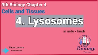 Lysosomes Structure and Function in Urdu\Hindi  Lysosomes Class 9 [upl. by Kotto4]