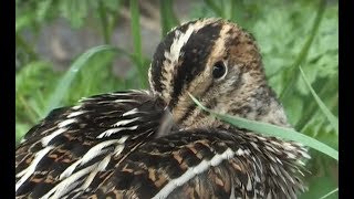 Great Snipe Kilnsea East Yorkshire [upl. by Eilzel]