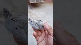 Mais um pet Rolinha de diamante🐦 degraçaoupagando [upl. by Arimak14]