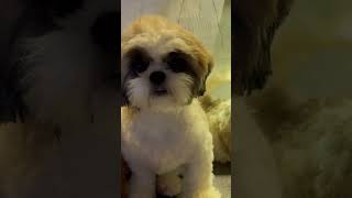 utha le re baba 😂🐶24100 days NavyaSharmafunnydogvideos funny dog puppy dog puppy fyp [upl. by Dyun]