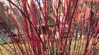 Fast Growing Red Twig Dogwood [upl. by Yhtir935]