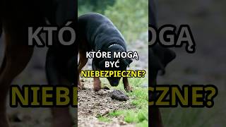 Jakie psy mogą okazać się niebezpieczne 😮 dogs shorts animals [upl. by Ursal]