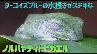 ノルハヤティトビガエルの飼育 [upl. by Nnor]