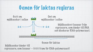 Hur proteinsyntesen regleras [upl. by Morell]