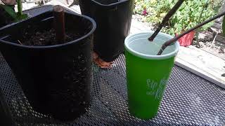 How to Propagate Mexican Petunias from Cuttings [upl. by Jammin]