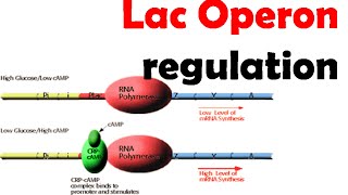 Lac operon regulation [upl. by Lula]