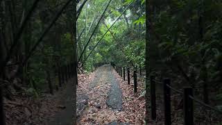 Thomson Nature Park Trek  Singapore 🇸🇬 trekking singapore travel viralvideo [upl. by Novel]