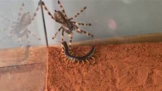 Giant Centipide vs Venemous Tarantula [upl. by Hartill86]