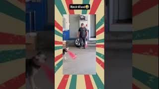 Dogy play cricket🏏🏏🏏🏏 youtubeshorts babyanimal funny [upl. by Nathaniel431]