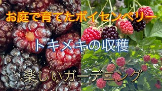 お庭で育てたボイセンベリー トキメキの収穫 楽しいガーデニング ワイルドベリーブラックベリーラズベリー [upl. by Ainehs983]