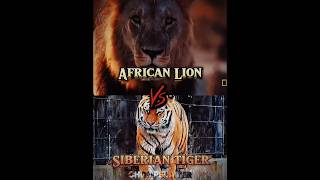 African Lion vs Siberian Tiger shorts edit lion tiger [upl. by Regine]