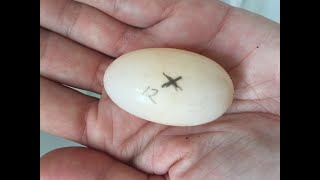 How To Incubate A Tortoise Egg [upl. by Demmer]