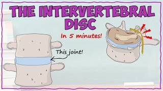 Intervertebral Disc Anatomy [upl. by Florida]